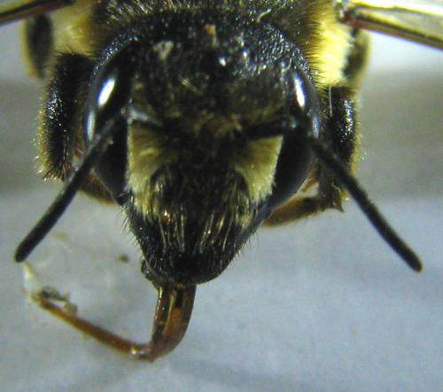 Megachile ericetorum
